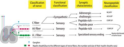 Exploring the effect of the “quaternary regulation” theory of “peripheral nerve-angiogenesis-osteoclast-osteogenesis” on osteoporosis based on neuropeptides